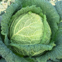 Cavolo verza