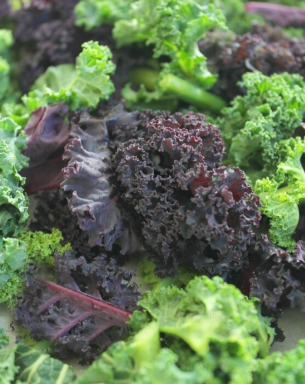 Cavolo riccio o Kale