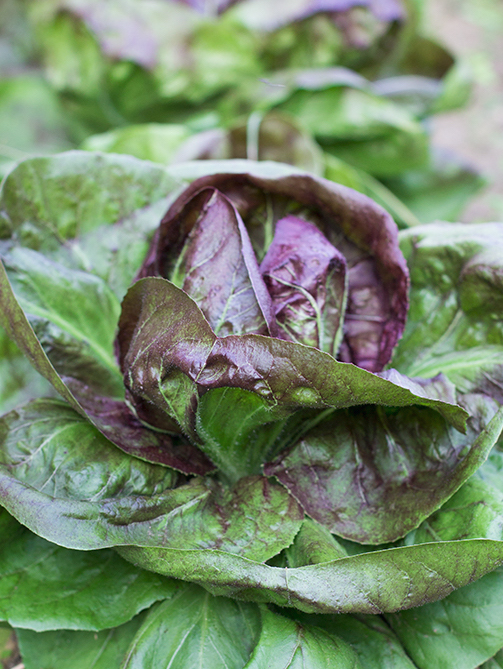 Radicchio
