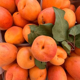 Albicocche km0